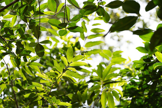 Lush forest green leaves with veins texture