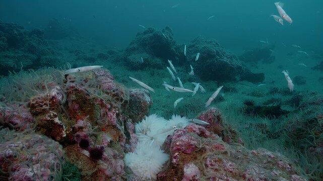 School of squid swimming gracefully through a vibrant coral reef ecosystem