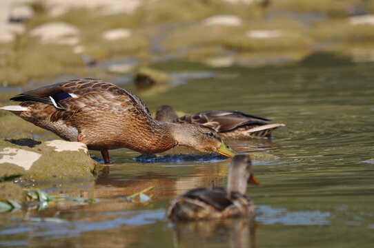 Juvenile mallard ducks (Anas platyrhynchos), females and one male, feeding in shallow water at Orava Reservoir, Slovakia.