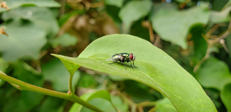 The Art of Silent Awareness: Metallic Green Bottle Fly Resting on Leaf view(1)
ladybug on green leaf