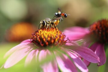 bee on a flower © Hana