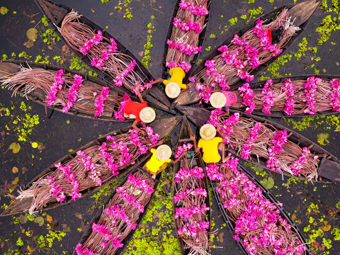 Barishal, Bangladesh - 12 September 2022: Aerial view of waterlily pickers in wooden boats arranged in a star pattern on a wetland, with vibrant pink flowers and workers wearing straw hats.