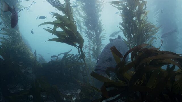 Giant fish swim through a vibrant kelp forest underwater ecosystem