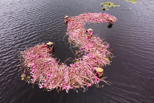 Barishal, Bangladesh - 12 September 2022: Aerial view of waterlily pickers in conical hats harvesting pink flowers in a wetland, creating a curved pattern on the dark water.