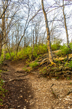 Forest Trail in Spring Woods