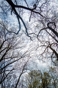 Bare tree branches silhouetted against a cloudy sky
