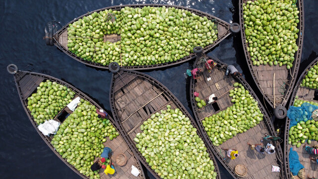 Dhaka, Bangladesh - 06 April 2022: Aerial view of wooden boats filled with watermelons on the Buriganga River, with workers unloading the fruit for sale in the city.
