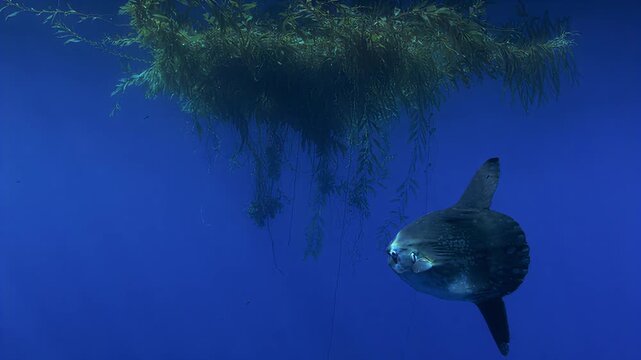 Ocean sunfish swimming gracefully near kelp forest underwater scene