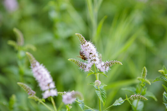 Honey bee pollinating fresh blooming peppermint flower in summer garden