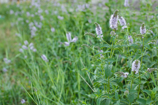 Blooming fresh mint plant with purple flowers in summer organic garden