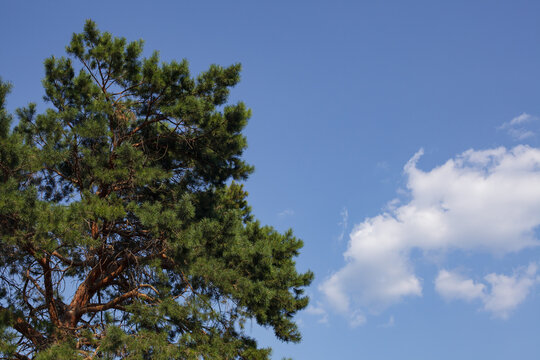 Large green pine tree branches against blue sky with clouds and copy space