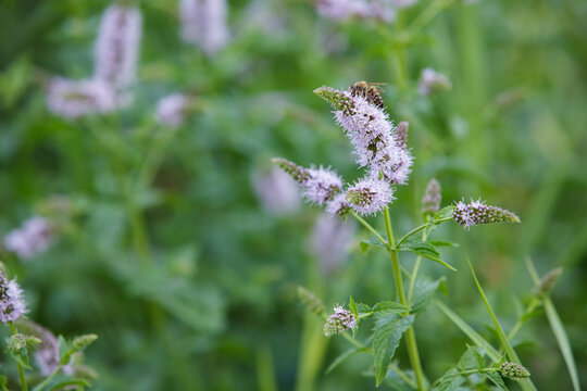 Honey bee pollinating blooming purple mint flowers with green copy space