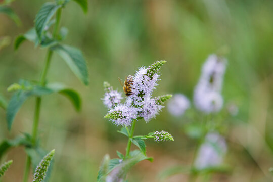 Honey bee pollinating blooming pale purple mint flowers in a summer garden