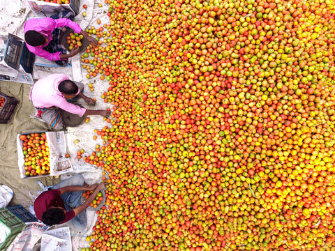 Bogura, Bangladesh - 16 February 2023: Aerial view of workers sorting and packing a large harvest of fresh tomatoes into crates.