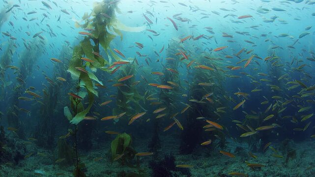 Vibrant school of fish swims through lush kelp forest underwater