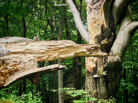 Splintered fallen tree trunk in a mature green forest