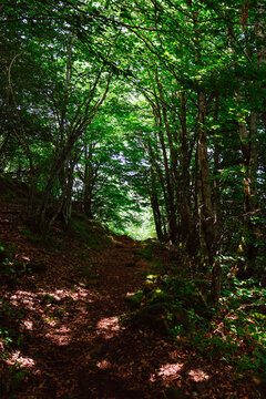 Sendero de monta&ntilde;a atravesando un frondoso hayedo con luz solar filtrada entre las copas