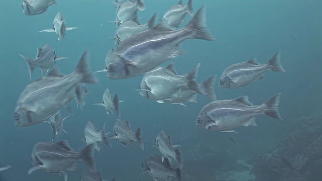 School of silver fish swimming in clear blue ocean water