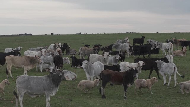 Cattle Farming for Dairy and Beef Production