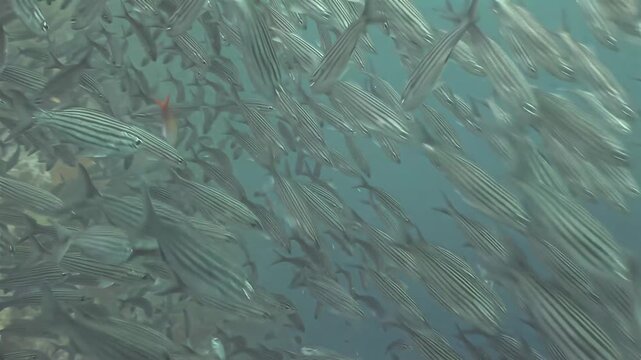 Massive school of striped fish swimming in clear blue ocean water