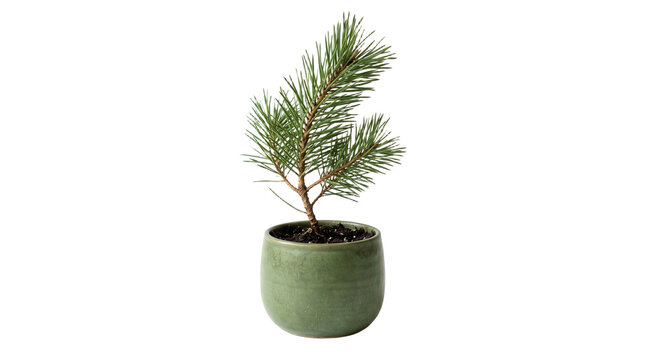 Small pine tree in a green ceramic pot with soil PNG Isolated on transparent background