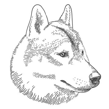 Vintage Siberian Husky head