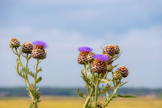 Selective focus of flowers of Cynara cardunculus in the garden with green grass backdrop, The cardoon also called the artichoke thistle is a thistle in the family Asteraceae, Natural floral background
