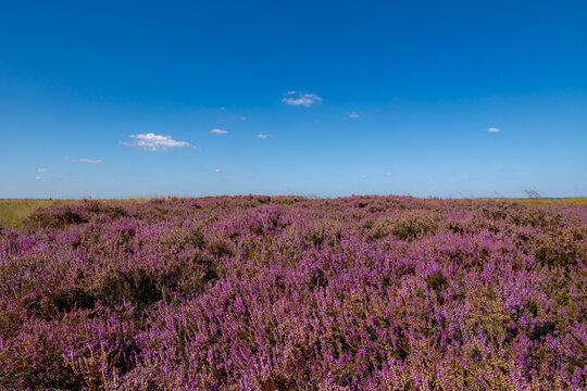 Purple flowers Calluna vulgaris (Heide, Heather, Ling) The sole species in genus of Calluna, Ericaceae family, Balloerveld is a hamlet in the municipality of Aa en Hunze, Drenthe province, Netherlands