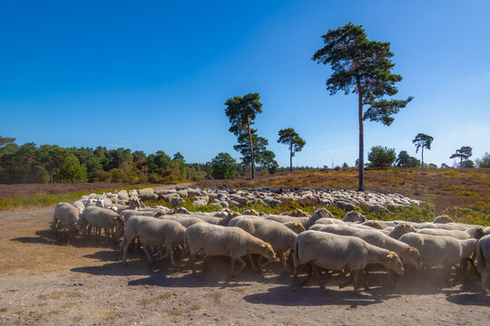 A flock of sheep (Drenthe Heath) walking in between the flowering Calluna vulgaris, Heather or Ling is in the genus family of Ericaceae, De Cokse Heide in Afferden village, North Limburg, Netherlands.