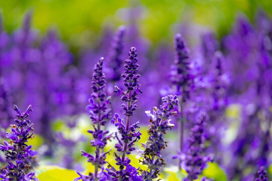 Selective focus of blue flowers Salvia farinacea with green leaves in the garden, Beautiful colorful purple flowers plant of Victoria blue (Mealy Cup Sage) Natural floral pattern texture background.