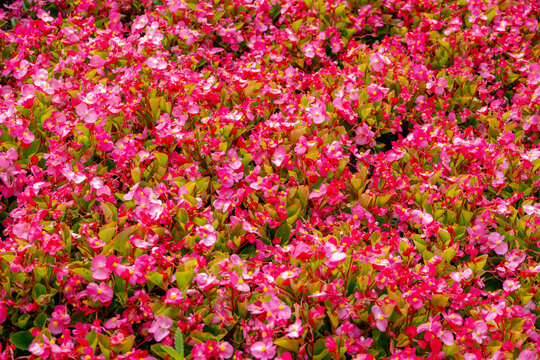Selective focus of purple pink flowers Begonia semperflorens with green leaves in garden, Begonia is a genus of perennial flowering plants in the family Begoniaceae, Natural floral pattern background.