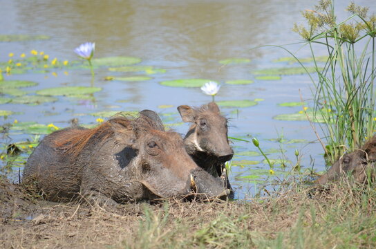Common warthog mother and piglet wallowing in a waterhole with blue water lilies, Kruger National Park, South Africa