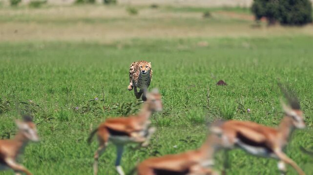 Cheetah hunting gazelles in the African savanna during daytime