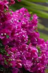 Obraz premium Pink bougainvillea flowers in bloom