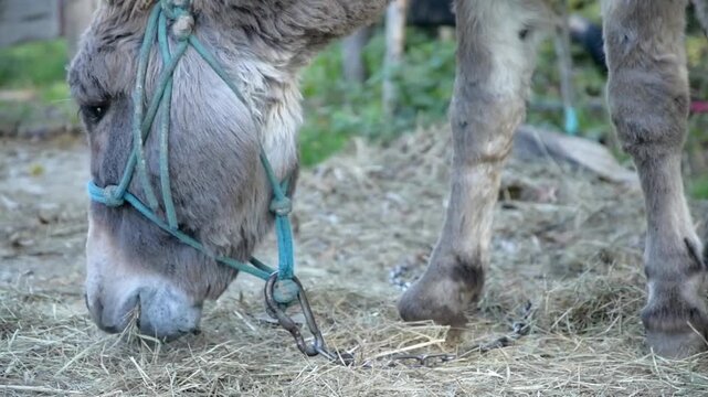 Close-up video of a gray donkey wearing a halter while eating dry hay from the ground on a rural farm. 