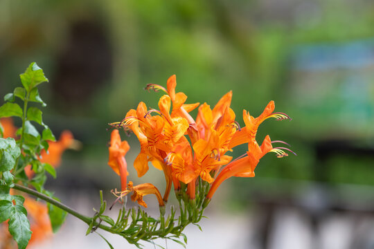 Close up of cape honeysuckle (tecomaria capensis) flowers in bloom