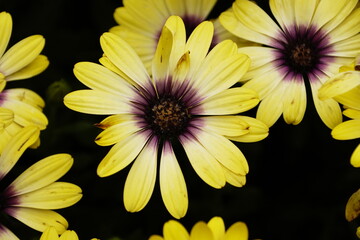 Fiori di Osteospermum giallo‑viola in macro © Simone