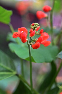 Bl&uuml;ten der Bohne