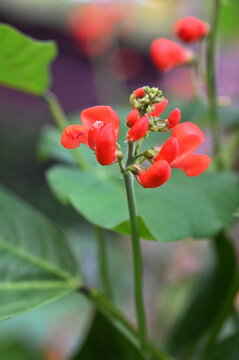 Bl&uuml;ten der Bohne