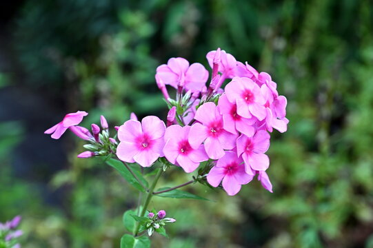 Phlox
