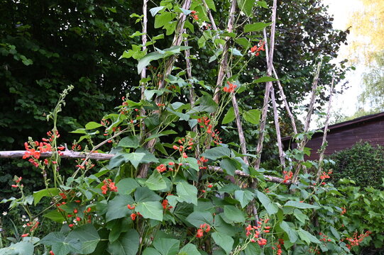 Bohnenpflanzen