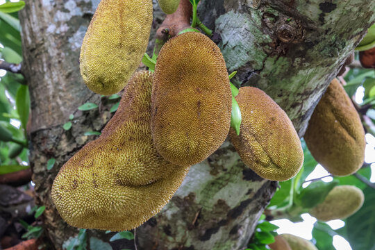 Jackfruit is related to breadfruit and is the largest cultivated fruit. 
