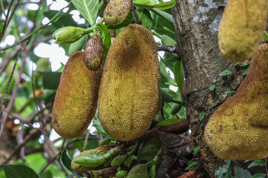 Jackfruit is related to breadfruit and is the largest cultivated fruit. 