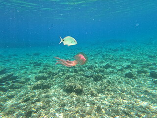 Pesce e medusa