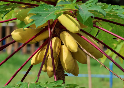 Carica papaya tree with ripe fruits in the field.