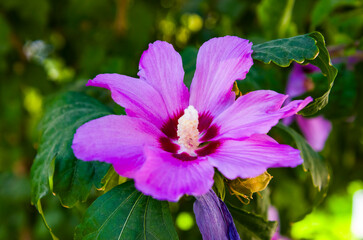 *Hibiscus moscheutos*, comúnmente conocido como hibisco resistente o malva rosa, es una planta hermosa, versátil y resistente © Primi