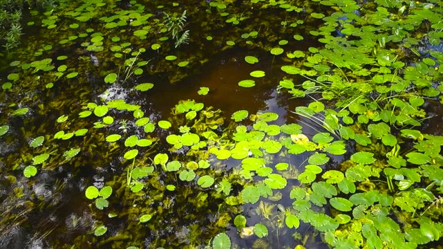 Countless green water lily leaves and pads slowly drifting on the surface of a dark, murky river, creating a serene and natural top down view of the tranquil aquatic plant life
