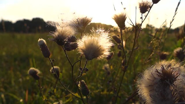 Beautiful wild fluffy thistle flowers with mature seeds swaying in the breeze at sunset, with sun rays creating a lens flare and a soft, warm light over the idyllic green countryside meadow