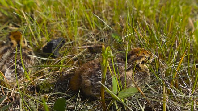 Two newborn grey partridge chicks perfectly camouflaged in the green grass, one resting and the other moving in the background, showing a beautiful example of animal mimicry in their wild habitat
