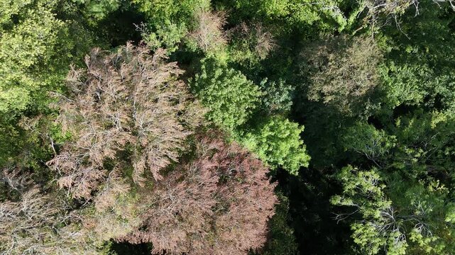 vue a&eacute;rienne au dessus de la cime des arbres de la for&ecirc;t de Boismont, en Meurthe-et- Moselle. Apr&egrave;s les canicules &agrave; r&eacute;p&eacute;tition et les fortes chaleurs de l'&eacute;t&eacute; 2026,  la v&eacute;g&eacute;tation est s&egrave;che en France